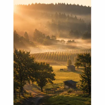 Misty Vineyard Rows at Golden Dawn