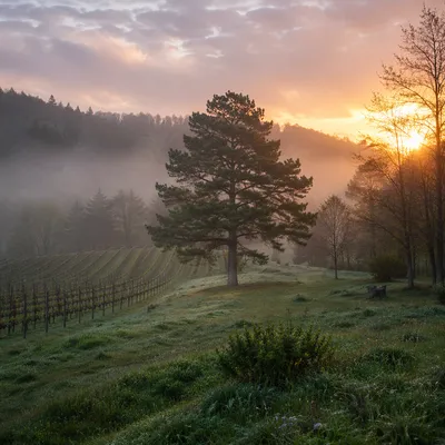 Morning Mist Vineyard with Evergreen Tree