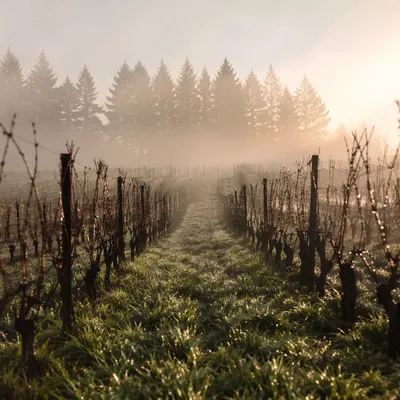 Misty Vineyard Rows with Evergreen Morning Light