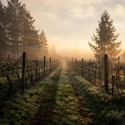 Misty Vineyard Rows at Evergreen Dawn