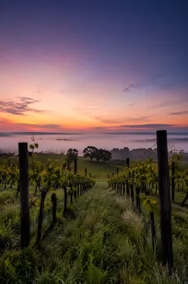 Morning Mist Over Evergreen Vineyard Rows