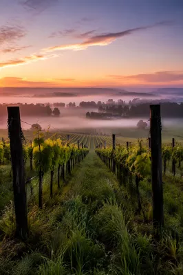 Misty Dawn Vineyard Rows on Hillside