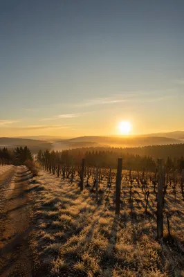 Misty Evergreen Vineyard Rows at Dawn
