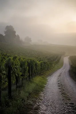 Morning Mist Over Evergreen Vineyard Rows