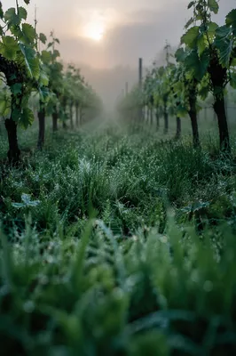 Morning Mist Between Evergreen Vineyard Rows
