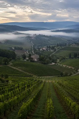 Misty Dawn Vineyard Rows Over Rural Valley