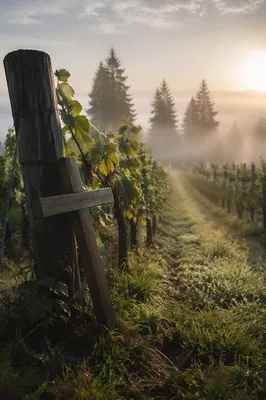 Misty Vineyard Rows With Wooden Cross