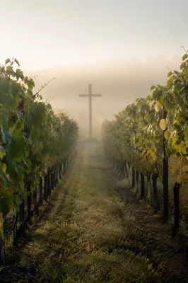 Morning Mist Vineyard Rows with Cross