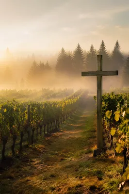 Morning Mist Vineyard with Evergreen Cross