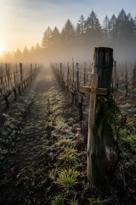 Morning Mist Vineyard Rows With Wooden Cross