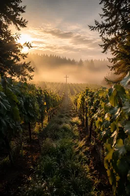 Misty Vineyard Rows With Weathered Cross