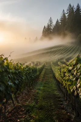 Misty Vineyard Rows at Sunrise