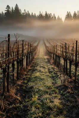 Misty Vineyard Rows at Sunrise