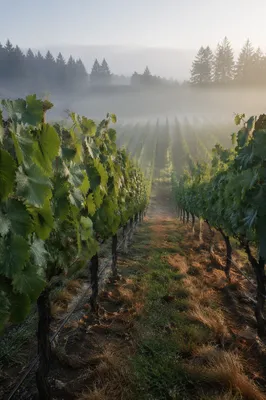 Morning Mist Over Vineyard Rows