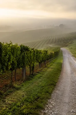 Misty Vineyard Rows at Dawn