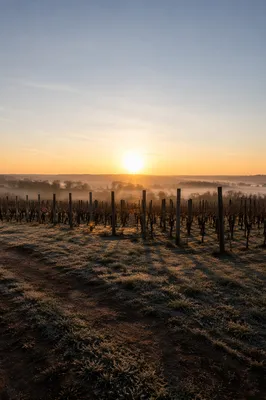 Morning Mist Over Quiet Vineyard Rows
