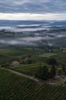 Morning Mist Over Evergreen Vineyard Rows