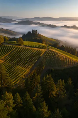 Morning Mist Over Evergreen Vineyard Rows