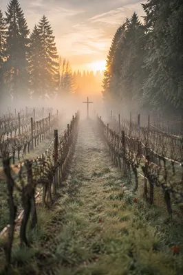 Misty Vineyard Rows Leading to Wooden Cross
