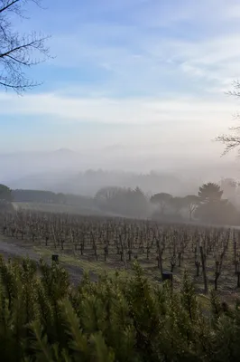 Misty Morning Vineyard Rows at Dawn