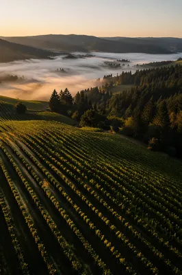 Morning Mist Over Evergreen Vineyard Hills