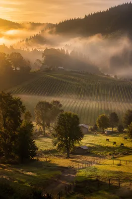 Misty Vineyard Valley at Golden Dawn