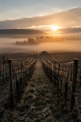 Misty Dawn Vineyard Rows with Evergreen Horizon