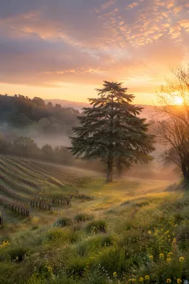 Morning Mist Vineyard with Evergreen Tree