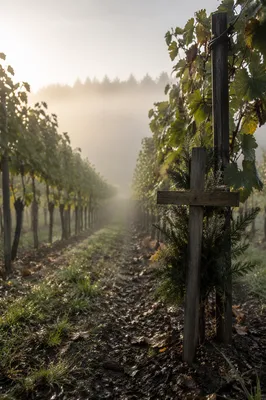 Misty Vineyard Rows with Wooden Cross
