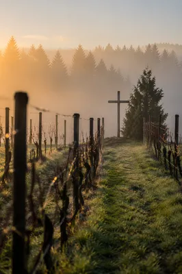 Mist Covered Vineyard Rows With Wooden Cross