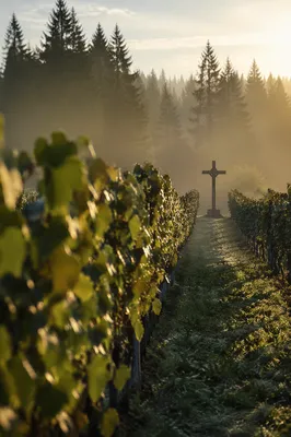 Misty Vineyard Rows with Wooden Cross