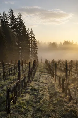 Morning Mist Vineyard with Wooden Cross