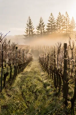 Morning Mist Over Evergreen Vineyard Rows