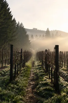 Misty Vineyard Rows at Evergreen Dawn