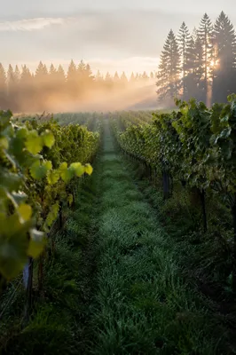 Morning Mist Vineyard Path with Evergreens