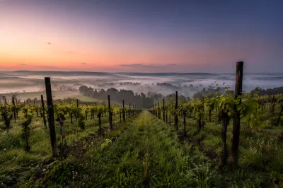 Misty Evergreen Vineyard Rows at Dawn