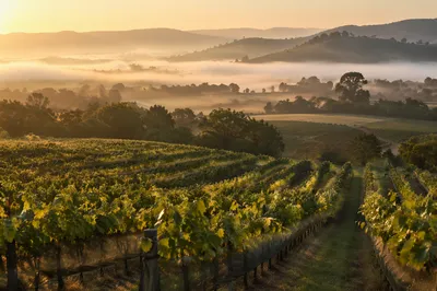 Evergreen Vineyard Rows in Morning Mist