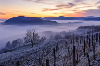 Misty Dawn Vineyard Hillside Landscape