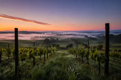 Misty Vineyard Rows at Sunrise