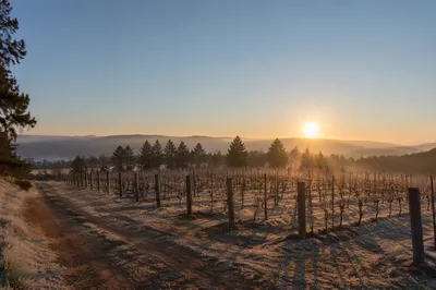 Misty Evergreen Vineyard Rows at Dawn