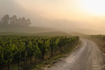 Morning Mist Over Evergreen Vineyard Rows