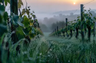 Misty Vineyard Rows at Evergreen Dawn