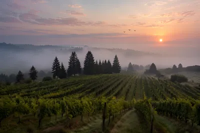 Misty Vineyard Rows at Evergreen Dawn