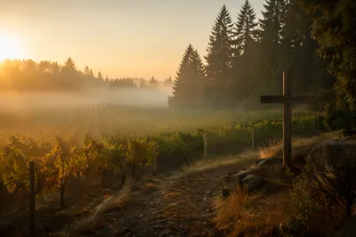 Morning Mist Vineyard With Wooden Cross