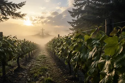 Misty Vineyard Rows with Wooden Cross