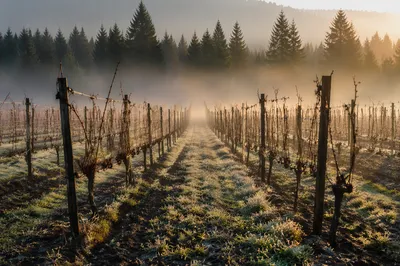 Misty Vineyard Rows at Evergreen Sunrise