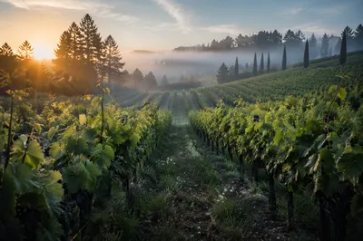 Morning Mist Vineyard Rows with Evergreens
