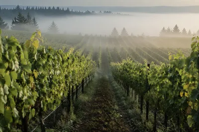 Morning Mist Vineyard Rows with Evergreens