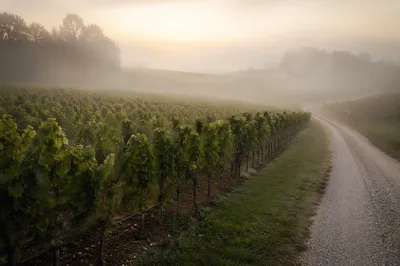 Misty Dawn Vineyard Rows Landscape