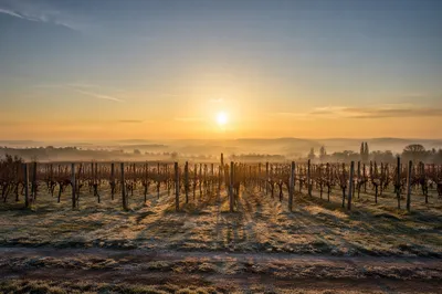 Morning Mist Over Winter Vineyard Rows